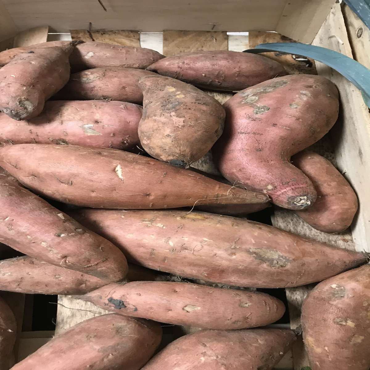 patate douce