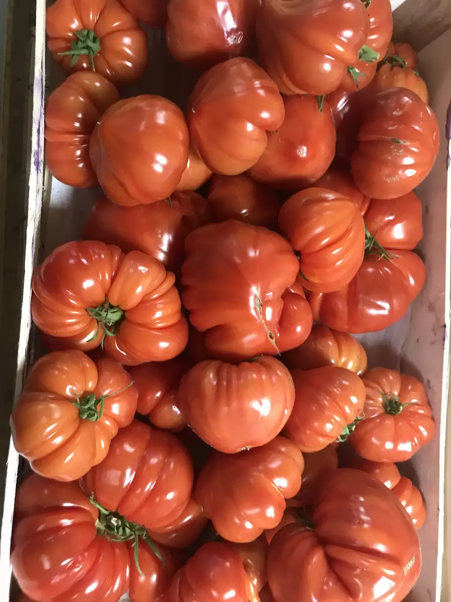 Tomates Marmandes
