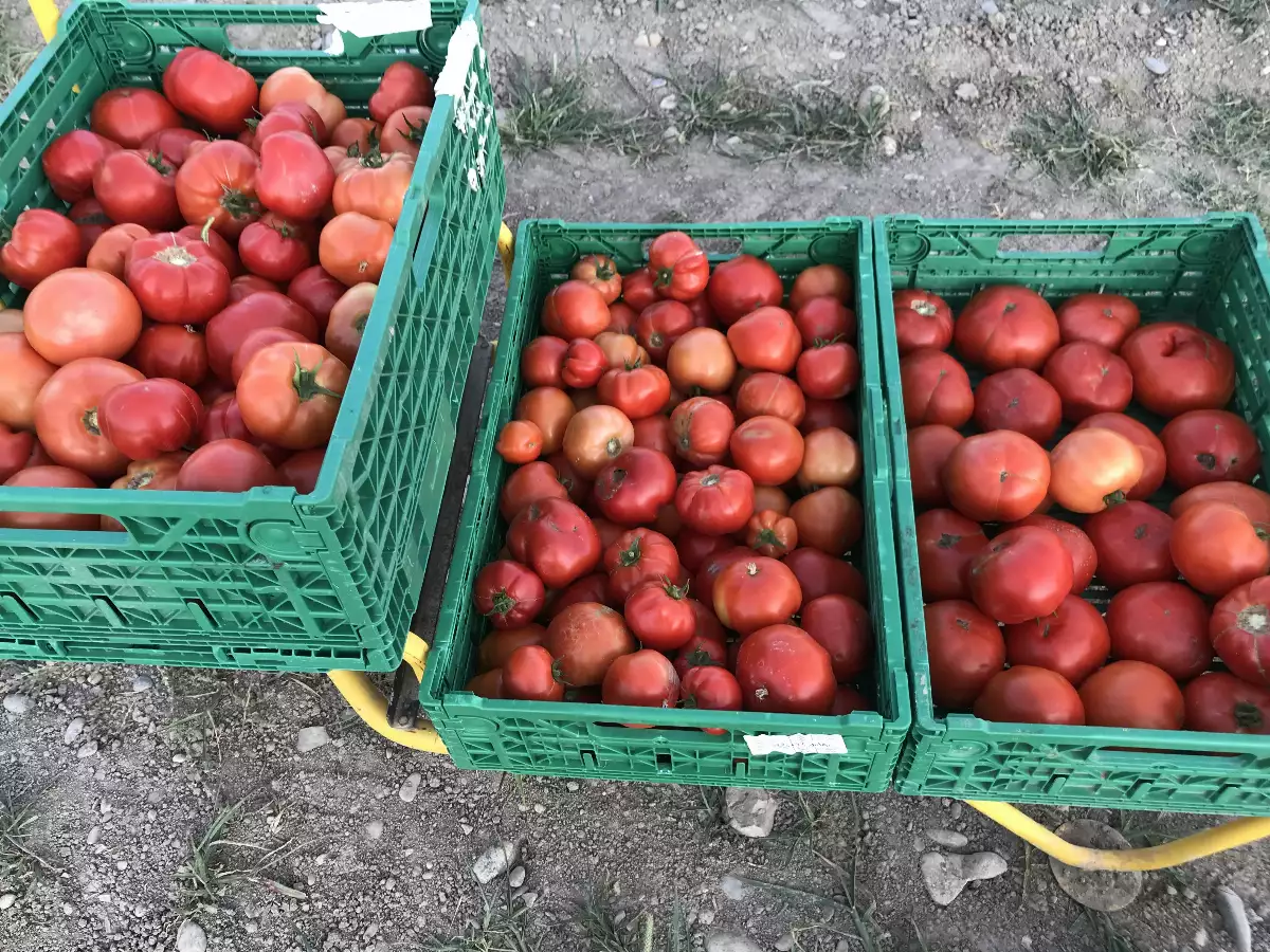 Tomates rondes