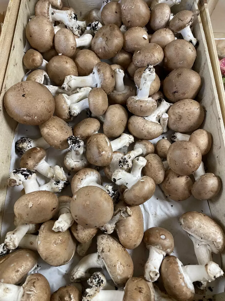 Champignons Paris brun