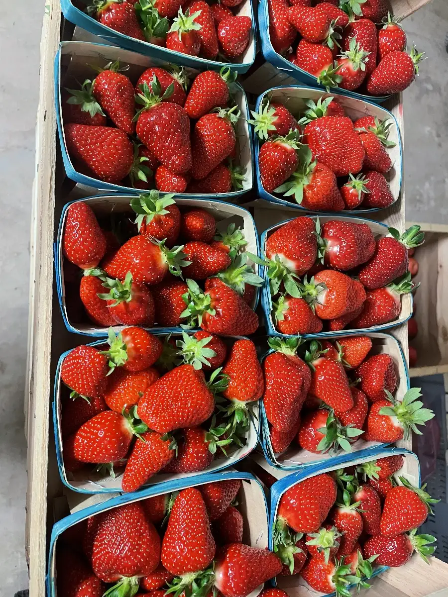 Fraises Cléry 500g